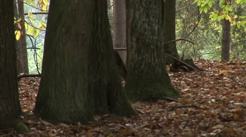 HD1080i Fallow deer in the forest Stockbeeldmateriaal 40370036