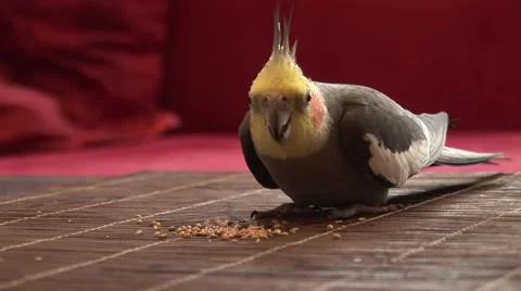 HD1080i Parrot feeding on table 스톡 동영상 40387702
