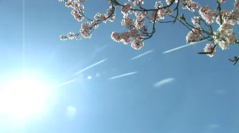 HD1080i Pink spring cherry tree. Sakura. Vídeo Stock 291334