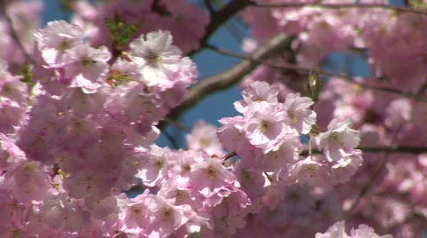 HD1080i Pink spring cherry tree Vídeo Stock 291590