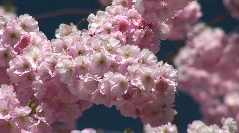 HD1080i Spring cherry tree (Close Up) Vídeo Stock 271283