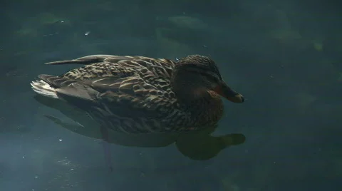 HD1080i Swimming Duck in the pond Stock Footage