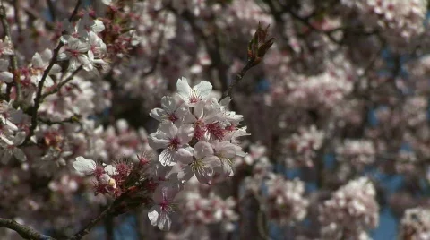 HD1080i White spring cherry tree (Close Up) Vídeo Stock 291679