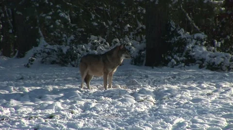 HD1080i Wolf looking around in winter 스톡 동영상 40370515