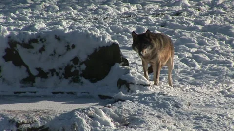 HD1080i Wolf in winter Vídeo Stock 40368947