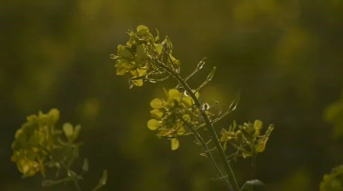 HD1080i Yellow oilseed rape field. Alternative energy Stock Footage