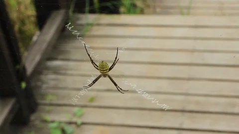 HD1080P Big Spider on a Web Stock Footage 125192162