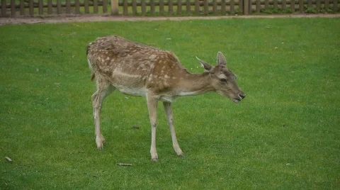 HD1080p Fallow deer in the forest Vídeo Stock 728819