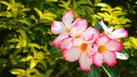 HD1080P Flower Stock Footage 124843756