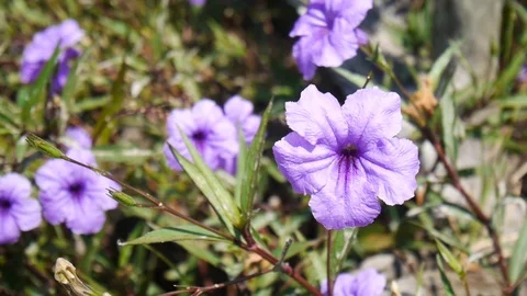 HD1080P Flower Stock Footage 124845541
