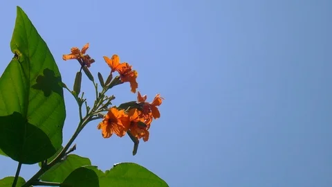 HD1080P Flower Stock Footage 124847457