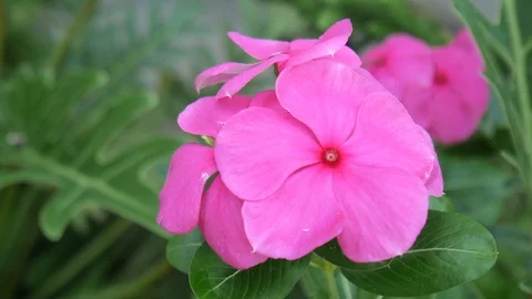 HD1080P Flower Stock Footage 125231336