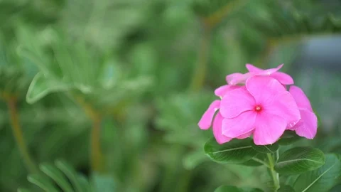 HD1080P Flower Stock Footage 125231361