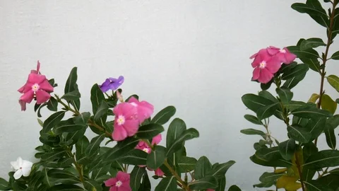 HD1080P Flower Stock Footage 125231372
