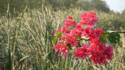 HD1080P Flower Stock Footage 125250415