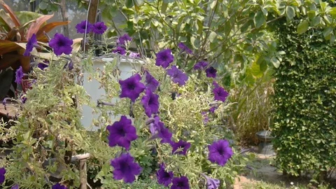 HD1080P Flower Stock Footage 125326922