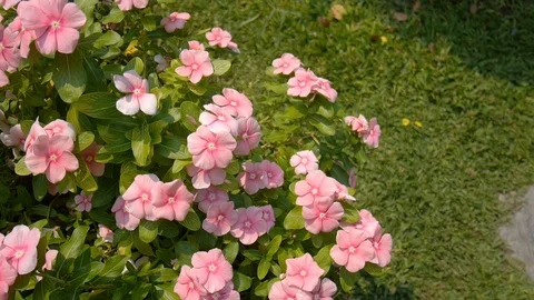 HD1080P Flower Stock Footage 125326942