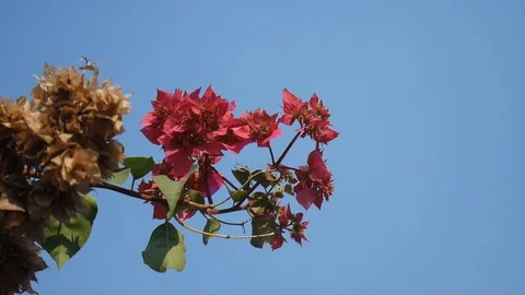 HD1080P Flower with sky background Stock Footage 125250342