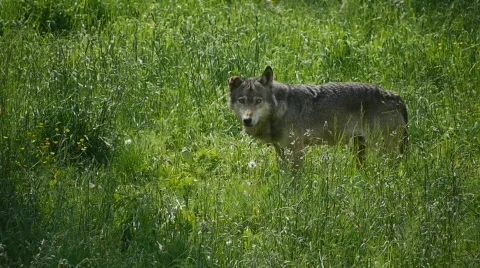 HD1080p Gray Wolf walking in forest Vídeo Stock 729014