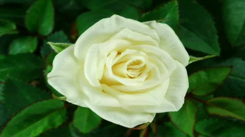 HD1080p Timelapse of white rose growing ... | Stock Video | Pond5