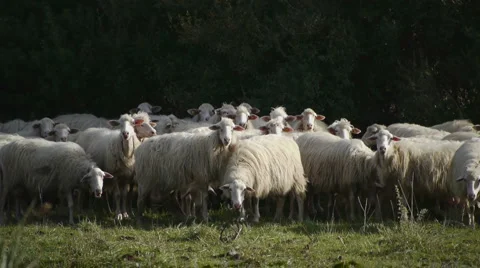 HD1080p25 Very long static shoot of sheep herd. Sardinia/Italy Stock Footage