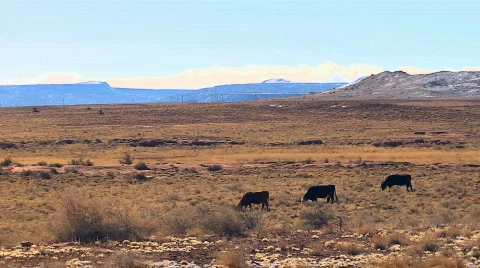 HD30 COWS GRAZING Stock Footage 398695