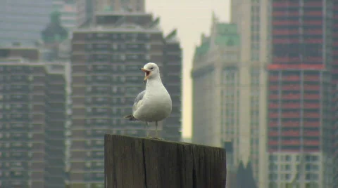 HD30 SEAGULL Stock Footage 396856