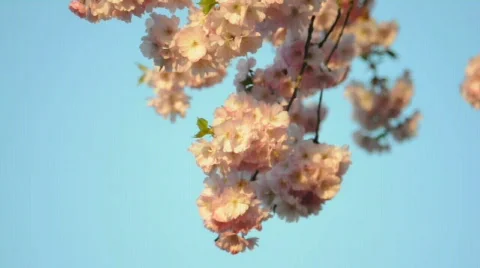 HD720p Cherry 스톡 동영상 364513