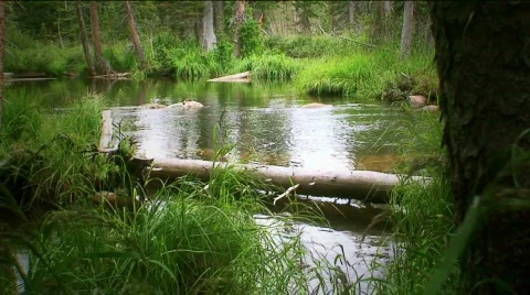 HDF41 Boulder mtn stream tlapse16 Stock Footage 768337