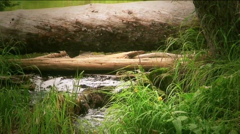 HDF41 Boulder mtn stream tlapse16 Stock Footage 768347