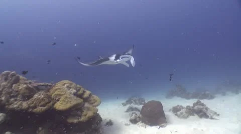 HDPPLU10RAYS0035 Stock Footage 8980870