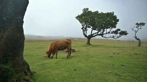 HDR 4K. Brown cow eating grass in the fields Video stock 169191069