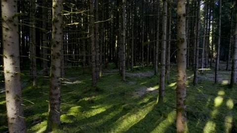 HDR Aerial View flying through Pine Forest with Green Moss 10Bit Stock Footage 179341977