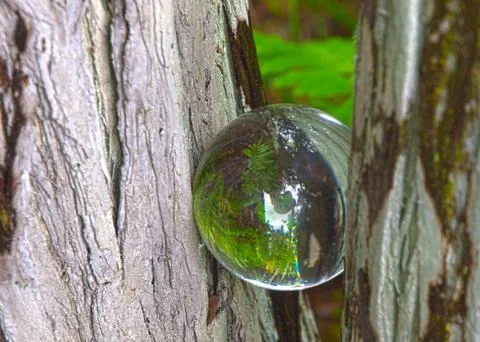 HDR Crystal ball in a fork in a tree Stock-Fotos