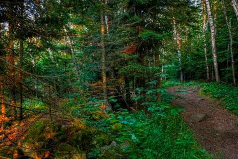 Hdr of a forest path Stock Photos
