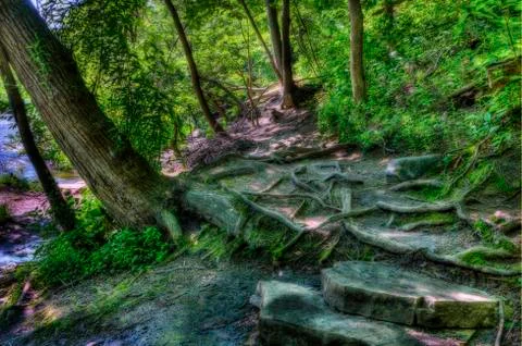 Hdr of a forest path Stock Photos