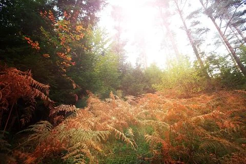 Hdr forest 스톡 사진