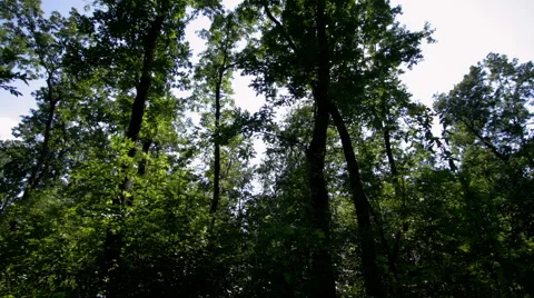 HDR forest time lapse with moving clouds Stock Footage 40064129