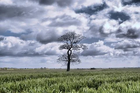 HDR Isolated tree in a corn field. Stock Photos