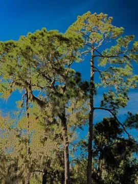 HDR Long needle pine against a vivid blue sky 2 Foto stock