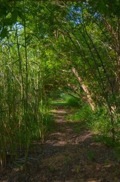 Hdr narrow pathway between trees Stock Photos