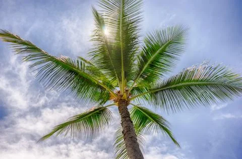 HDR Palm Tree Stock Photos