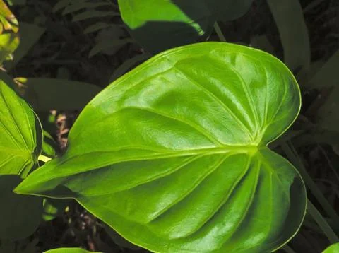 HDR PERFECT LEAF 4 Foto stock