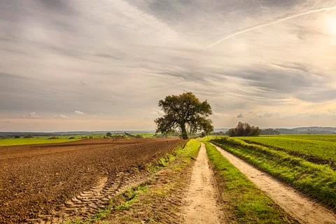 Hdr shoot of an old tree with fields and road Stock Photos