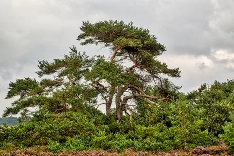 HDR shot of old pine trees at Hiddensee island Stock Photos