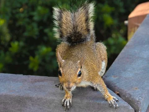 HDR Squirrel close up 3 Foto stock
