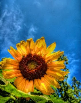 HDR sunflower 스톡 사진