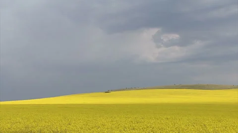 HDR time lapse with agriculture rape field Stock Footage 40237712