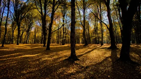 HDR Time lapse with moving tree shadows in mountain forest with sunbeams.Forest  Stock Footage 53123777
