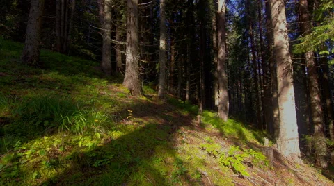 HDR Time Lapse in pine forest. Stockbeeldmateriaal 41449784